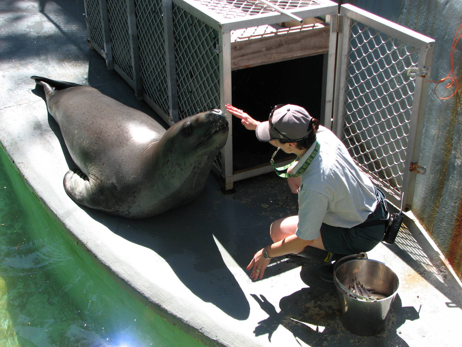Taronga Zoo 2007 - Brooke the beautiful Leopard Seal