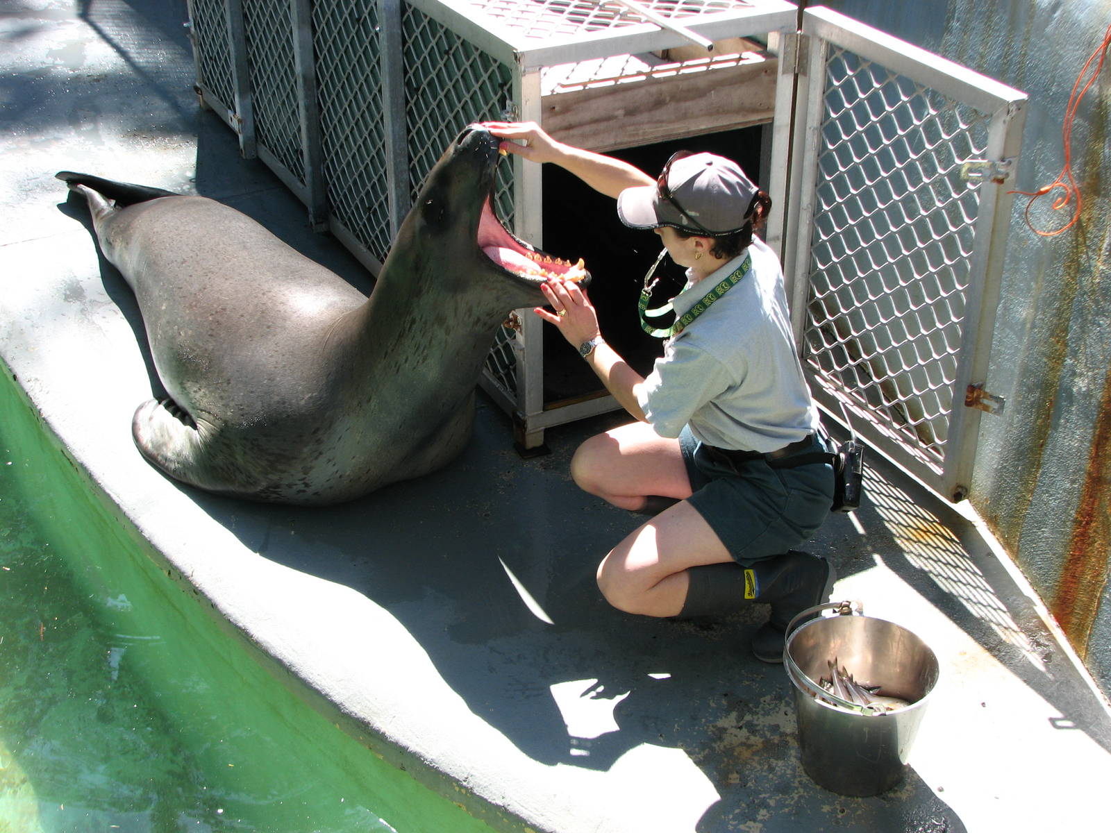 Taronga Zoo 2007 - Brooke the beautiful Leopard Seal