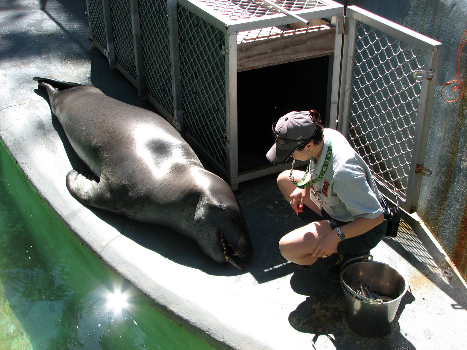 Taronga Zoo 2007 - Brooke the beautiful Leopard Seal