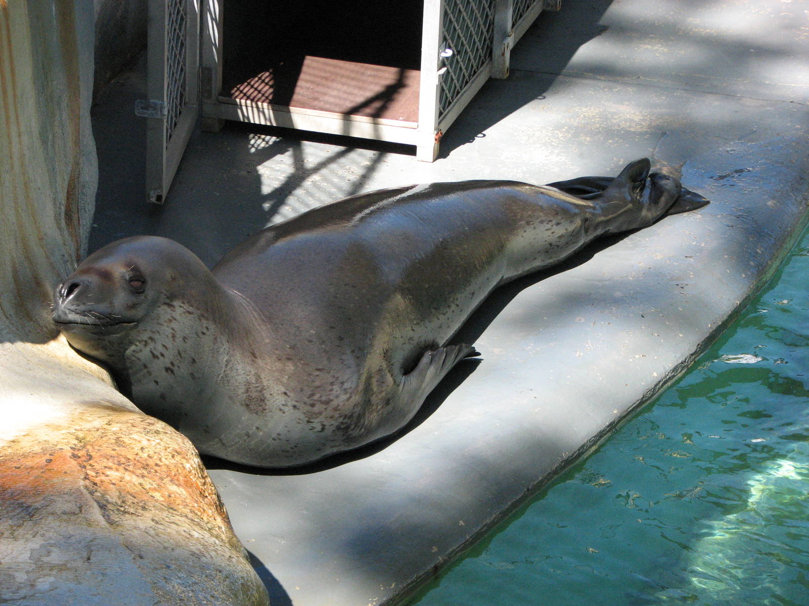 Taronga Zoo 2007 - Brooke the beautiful Leopard Seal