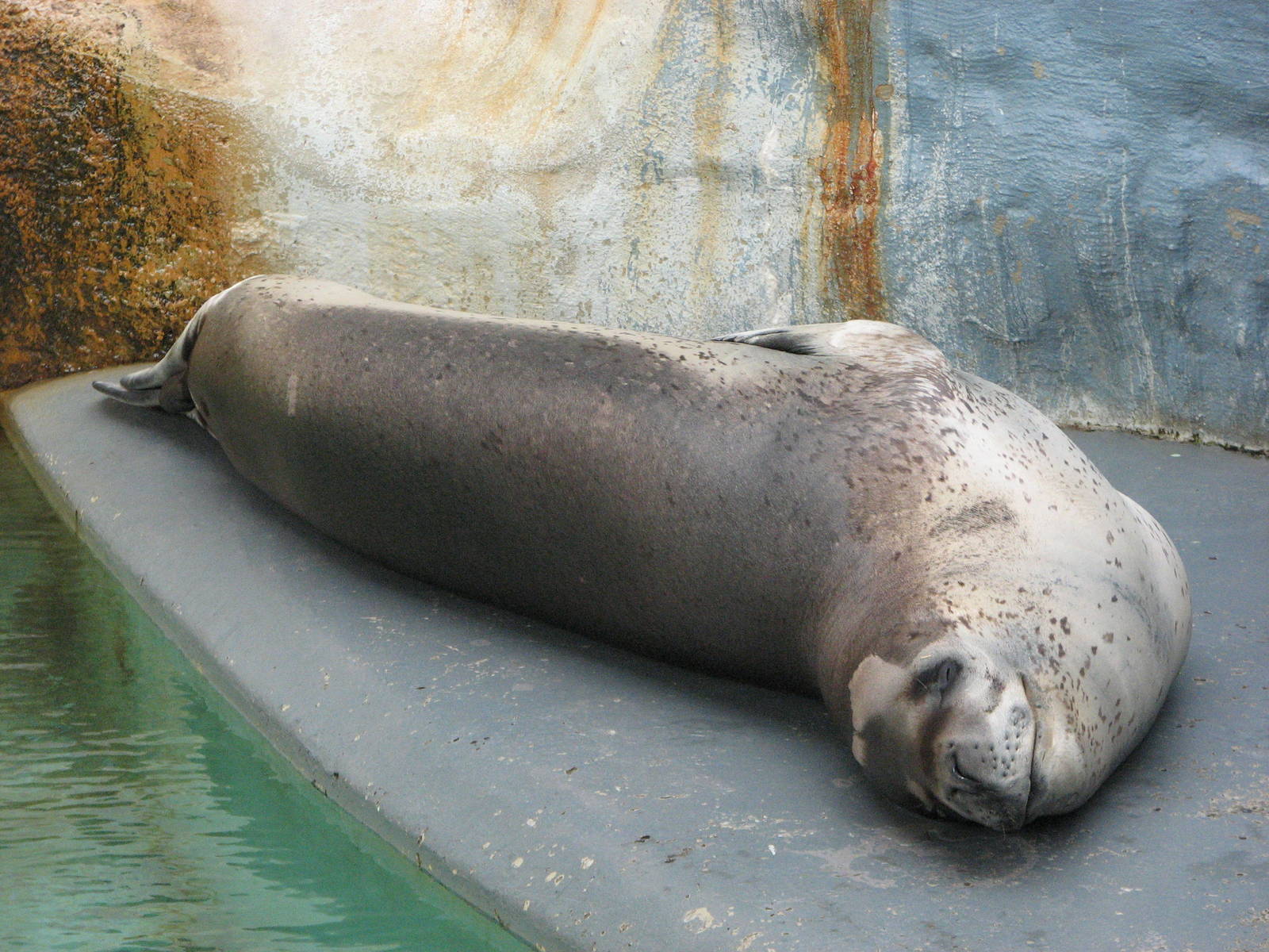 Taronga Zoo 2007 - Brooke the beautiful Leopard Seal