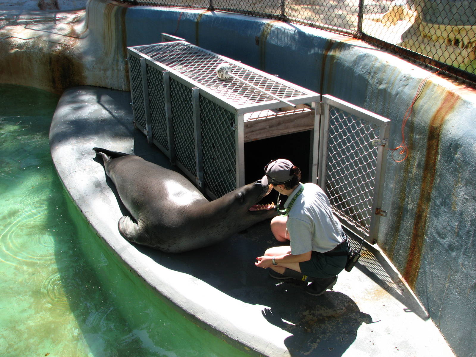 Taronga Zoo 2007 - Brooke the beutiful Leopard Seal