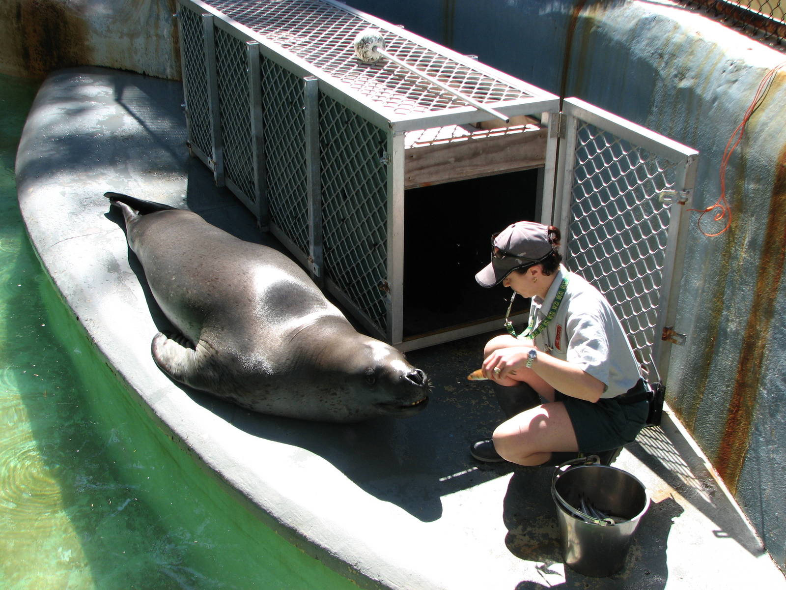 Taronga Zoo 2007 - Brooke the beutiful Leopard Seal