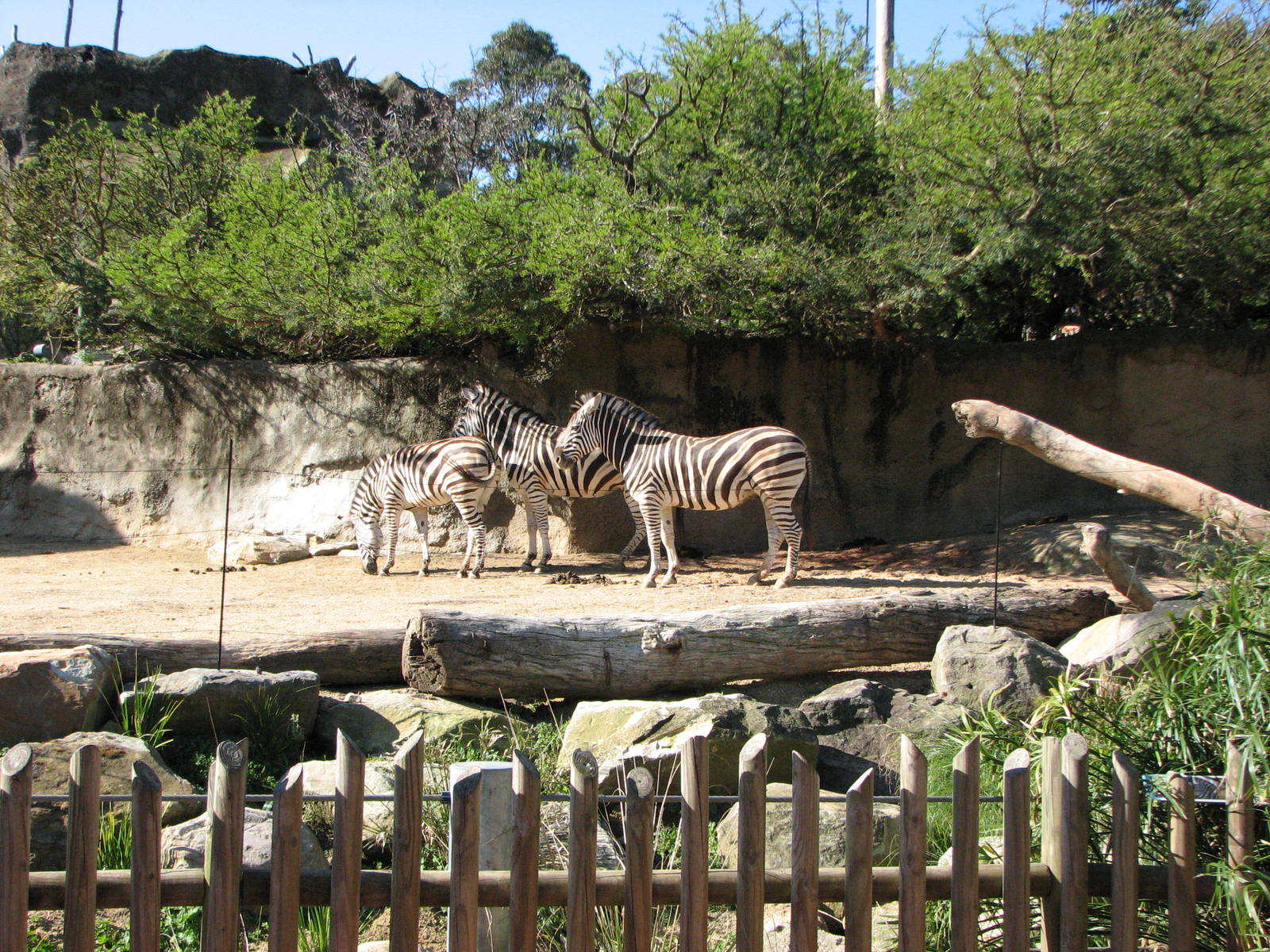 Taronga Zoo 2007 - Chapmans Zebra in the African Waterhole