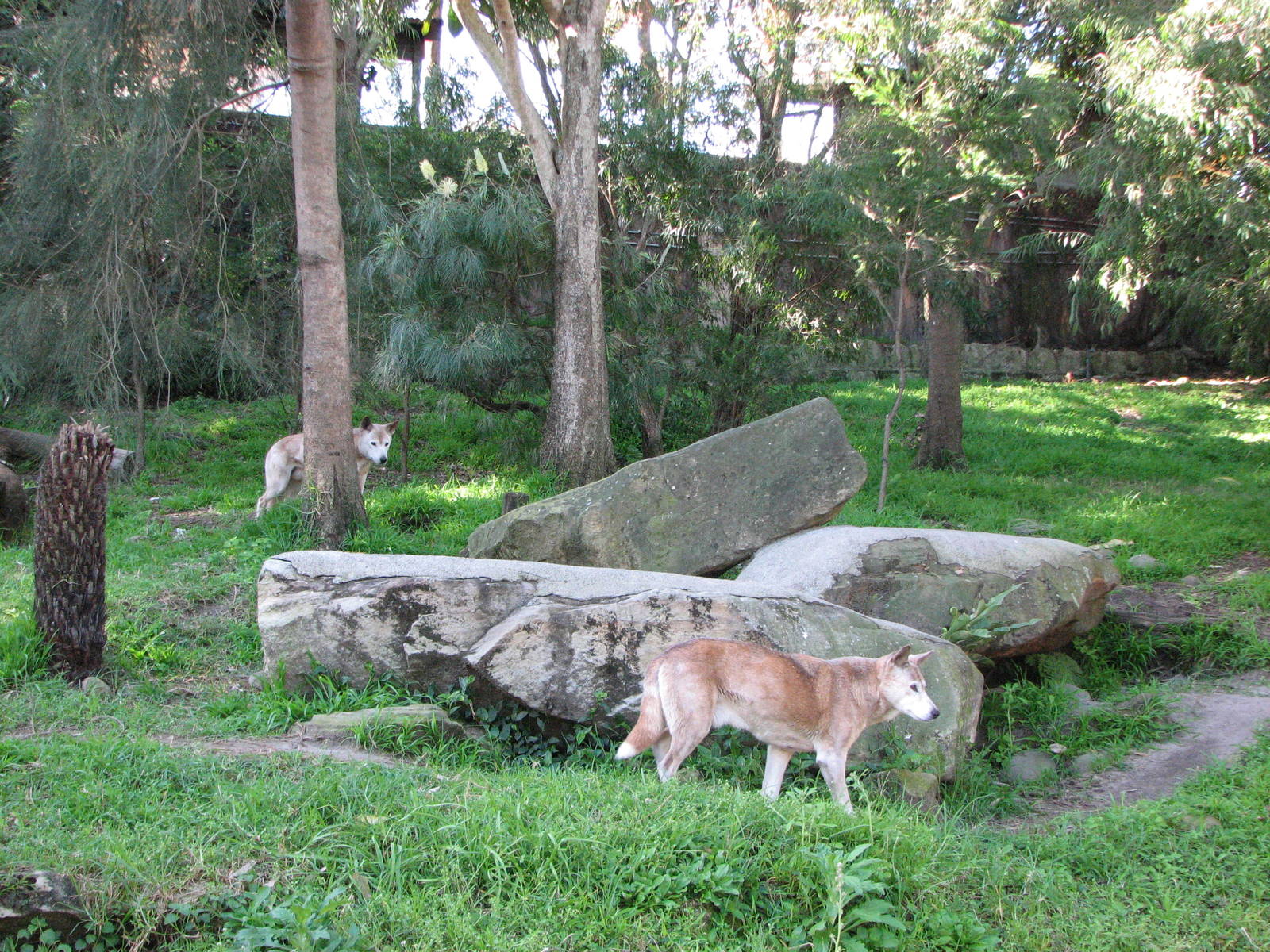 Taronga Zoo 2007 - Dingo exhibit