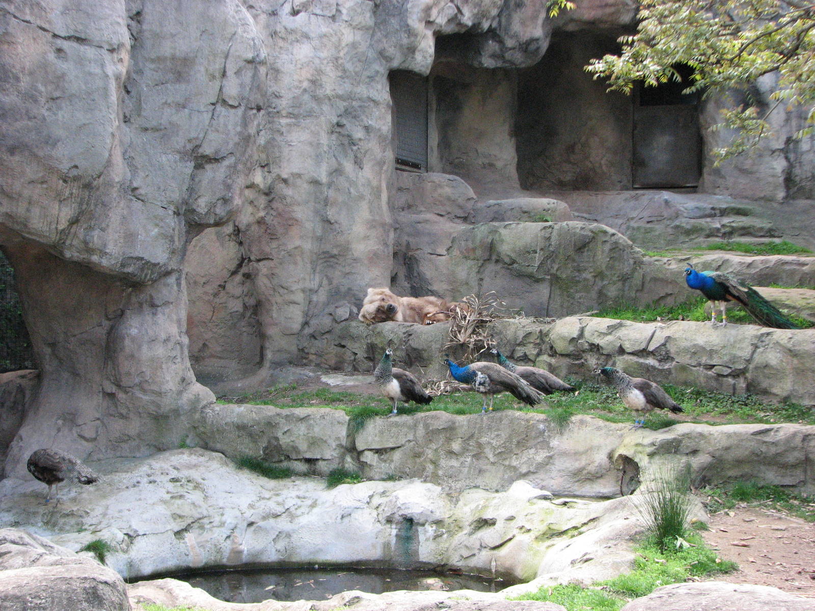Taronga Zoo 2007 - Elderly Kodiak Bear ignores a potential snack