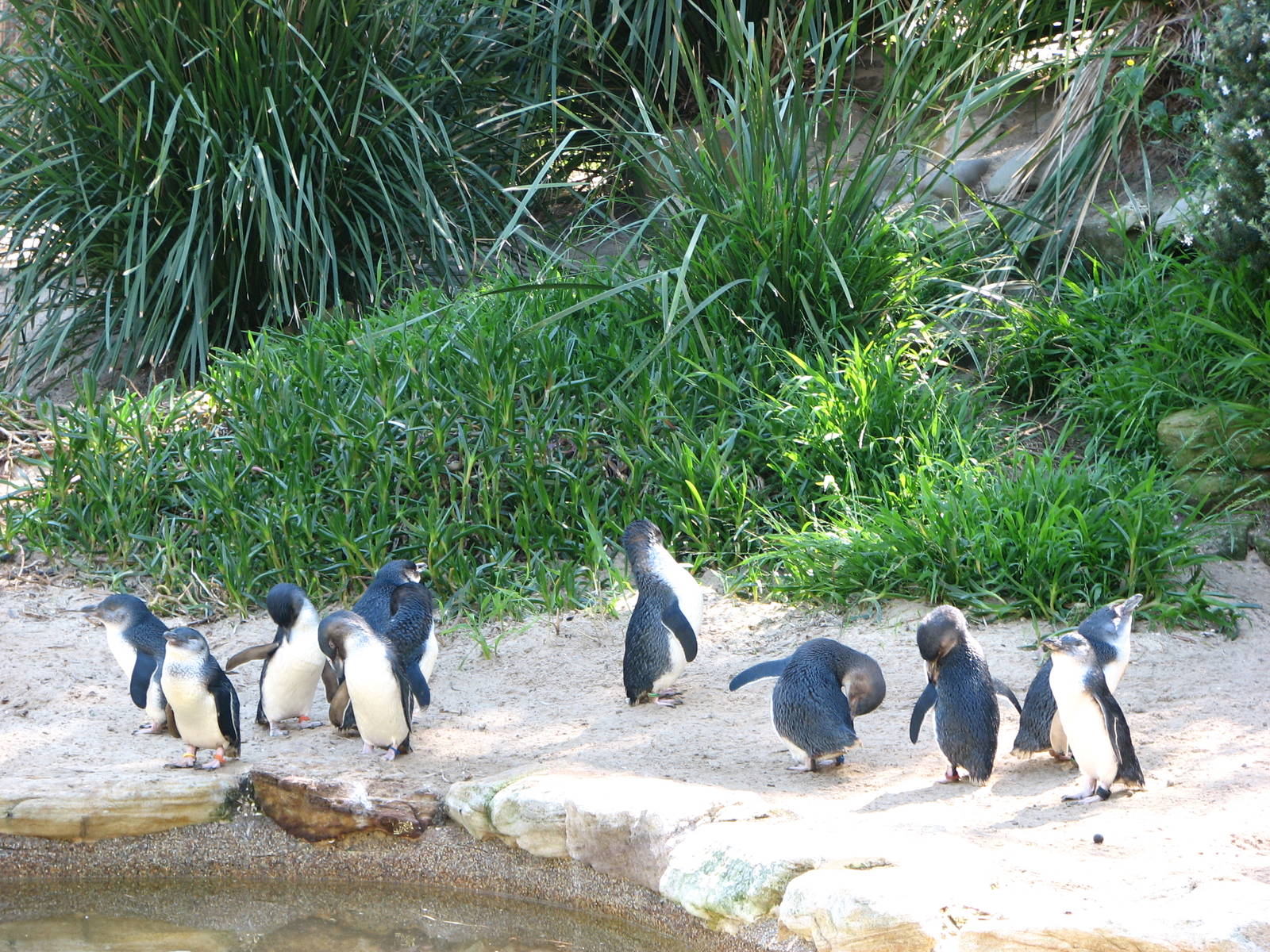 Taronga Zoo 2007 - Fairy Penguins