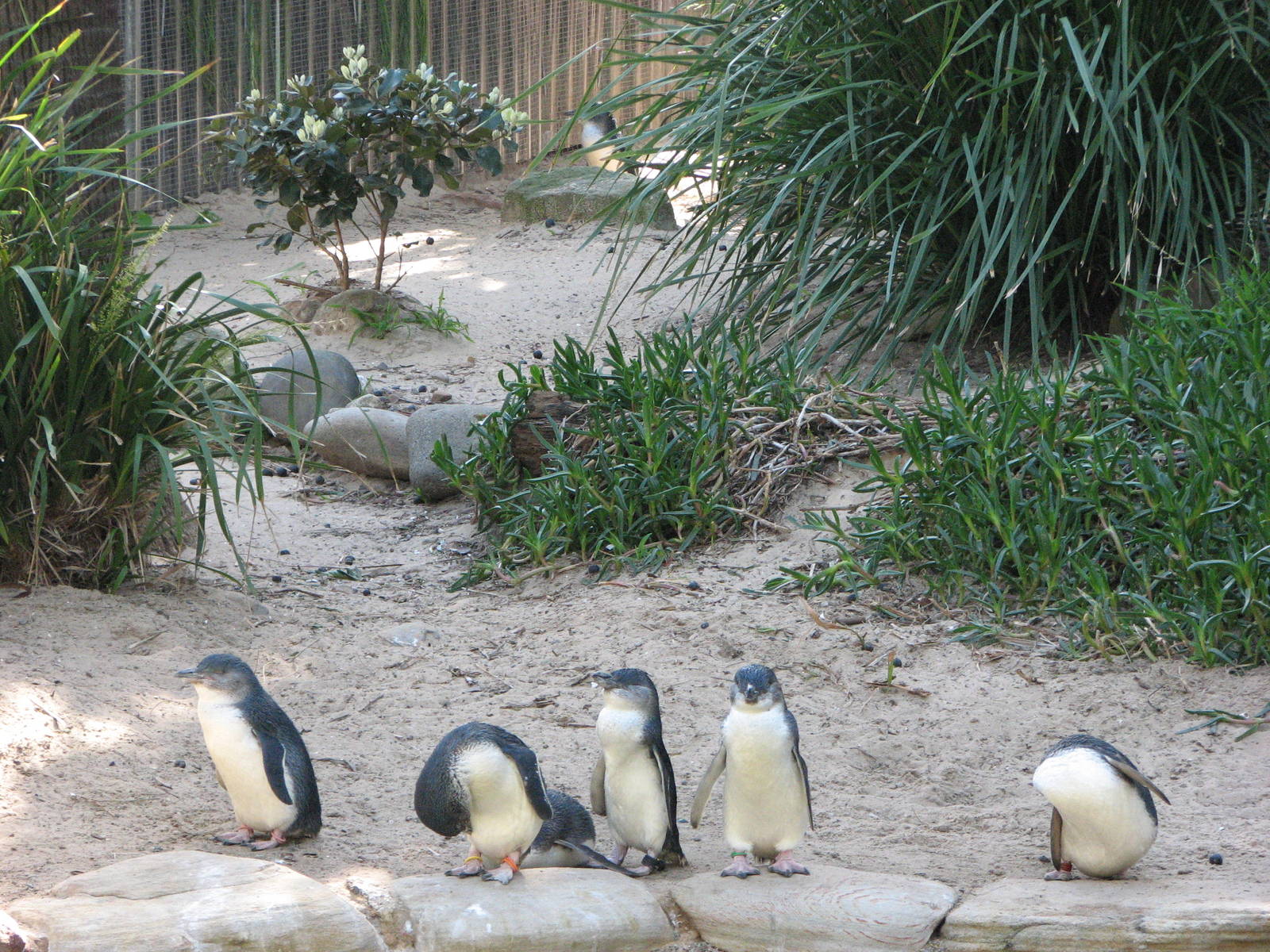 Taronga Zoo 2007 - Fairy Penguins