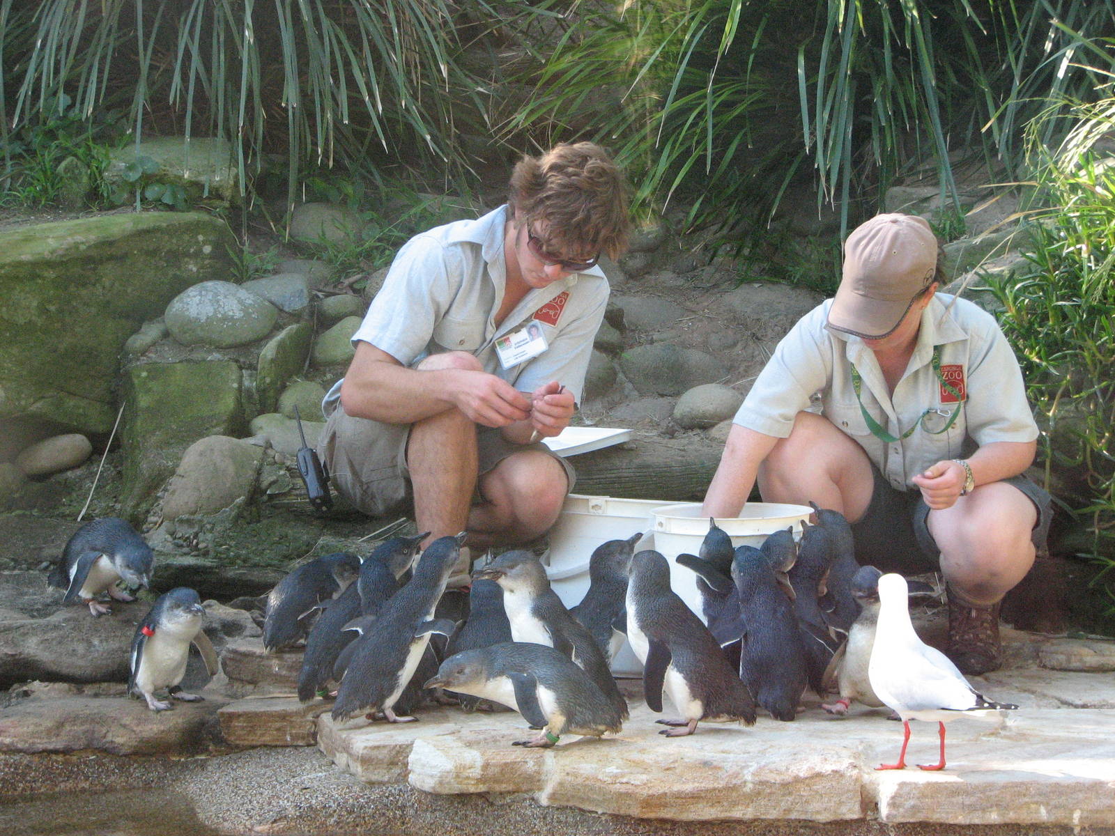 Taronga Zoo 2007 - Feeding of the Fairy Penguins