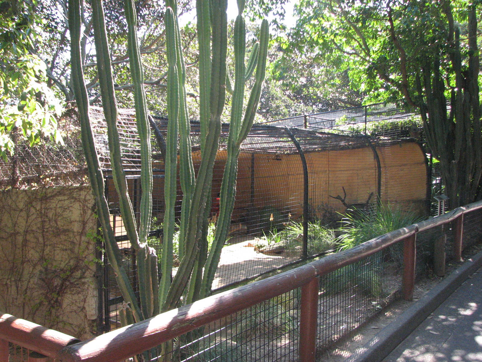 Taronga Zoo 2007 - Fennec Fox enclosure