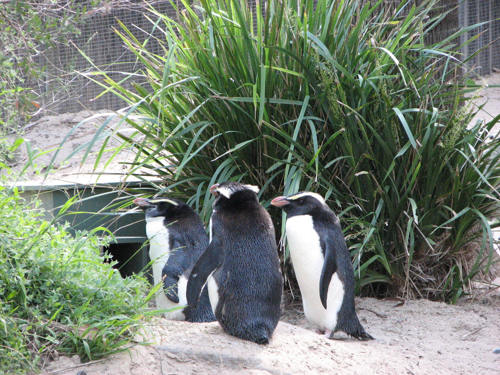 Taronga Zoo 2007 - Fiordland Crested Penguins