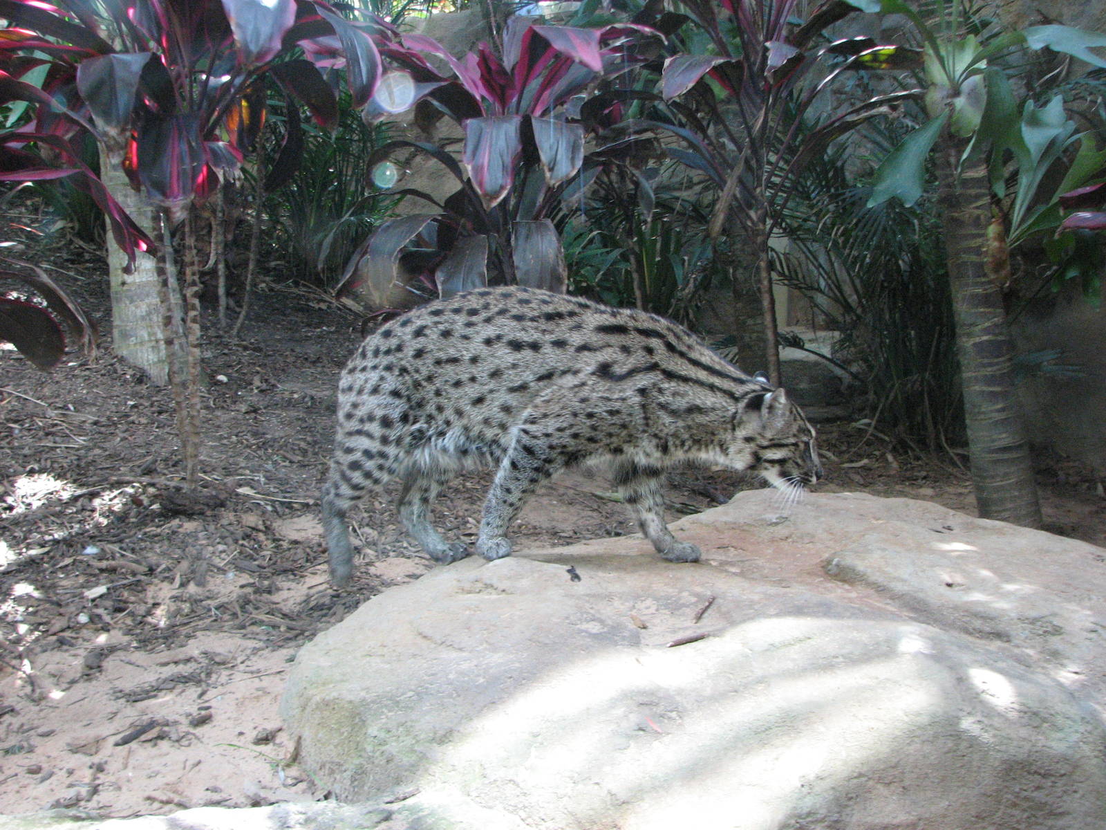 Taronga Zoo 2007 - Fishing Cat in Wild Asia