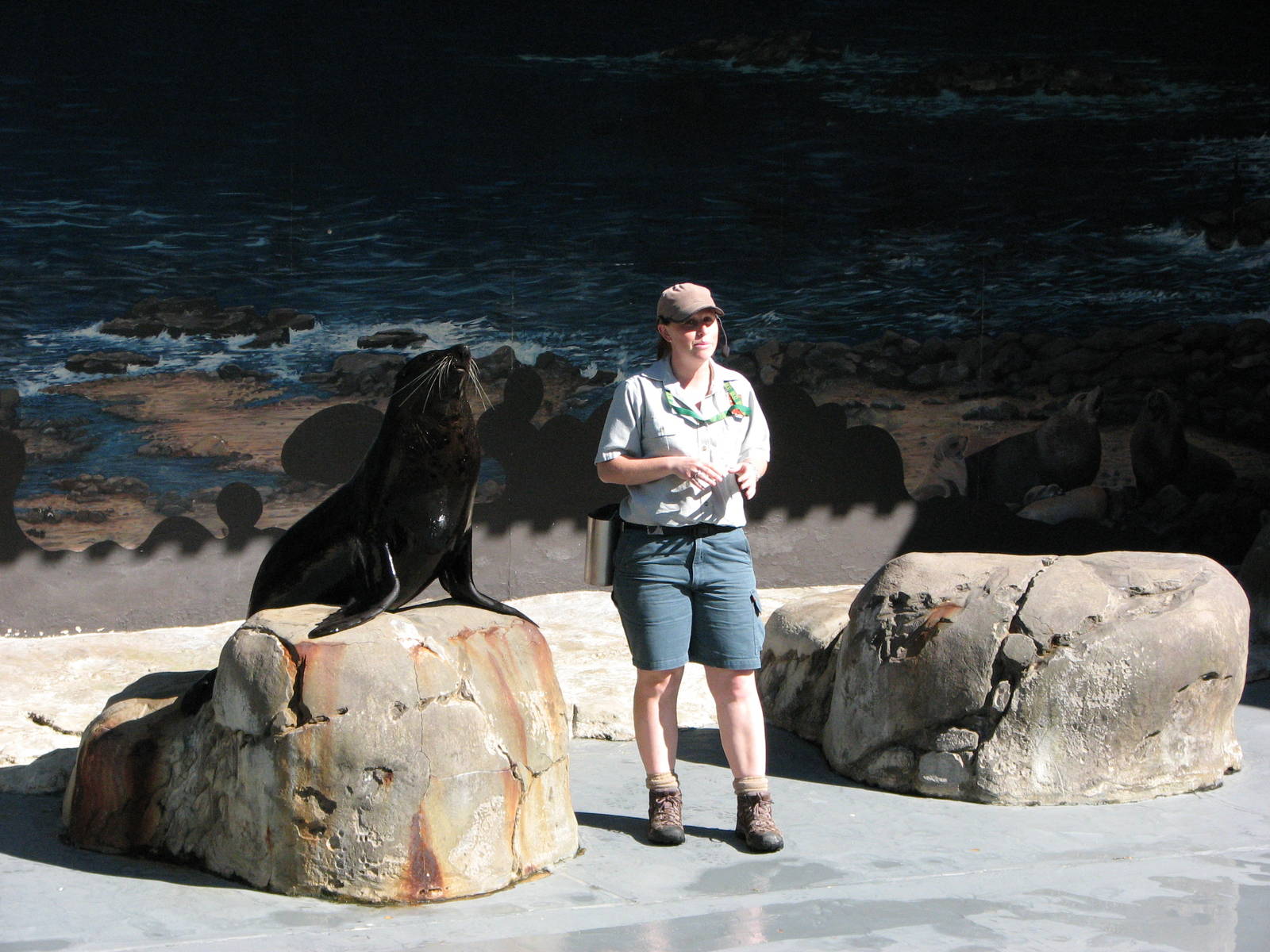 Taronga Zoo 2007 - Fur Seal in the seal show amphitheatre