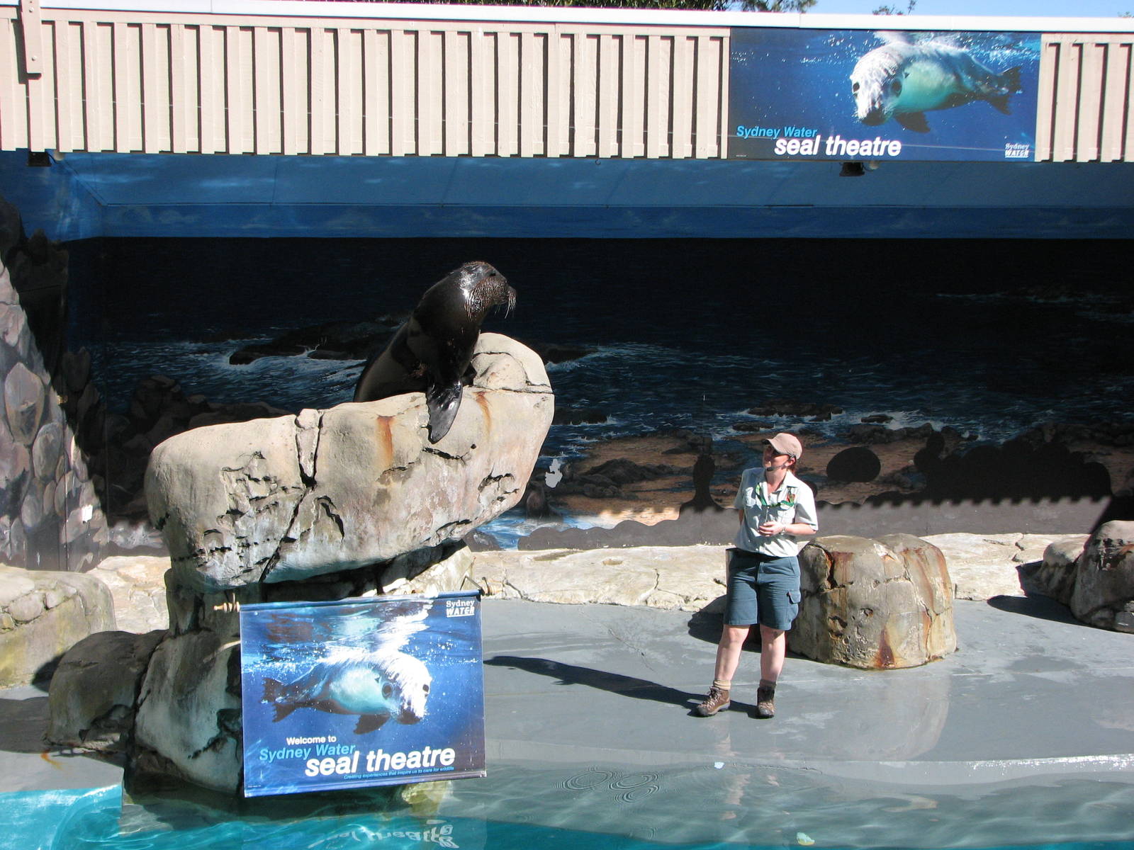 Taronga Zoo 2007 - Fur Seal in the seal show amphitheatre