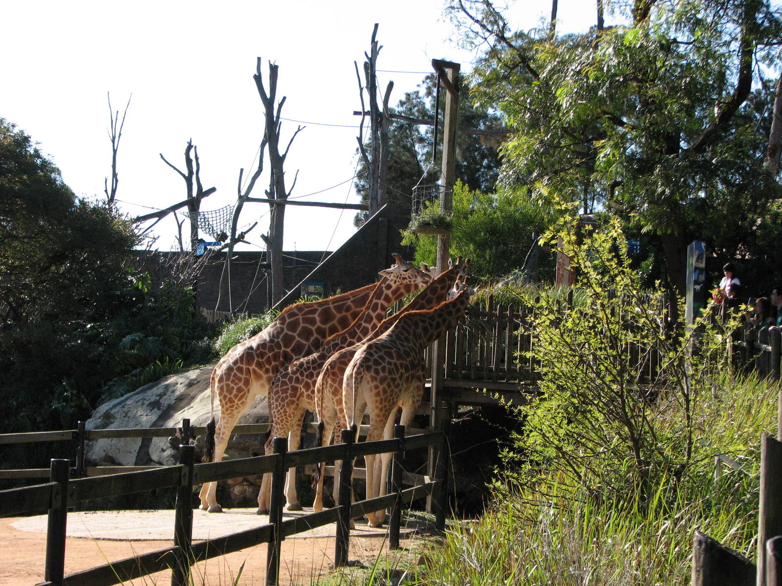 Taronga Zoo 2007 - Giraffe feeding