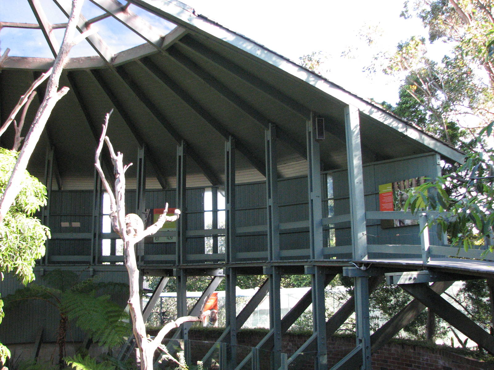 Taronga Zoo 2007 - Inside Koala Walkabout