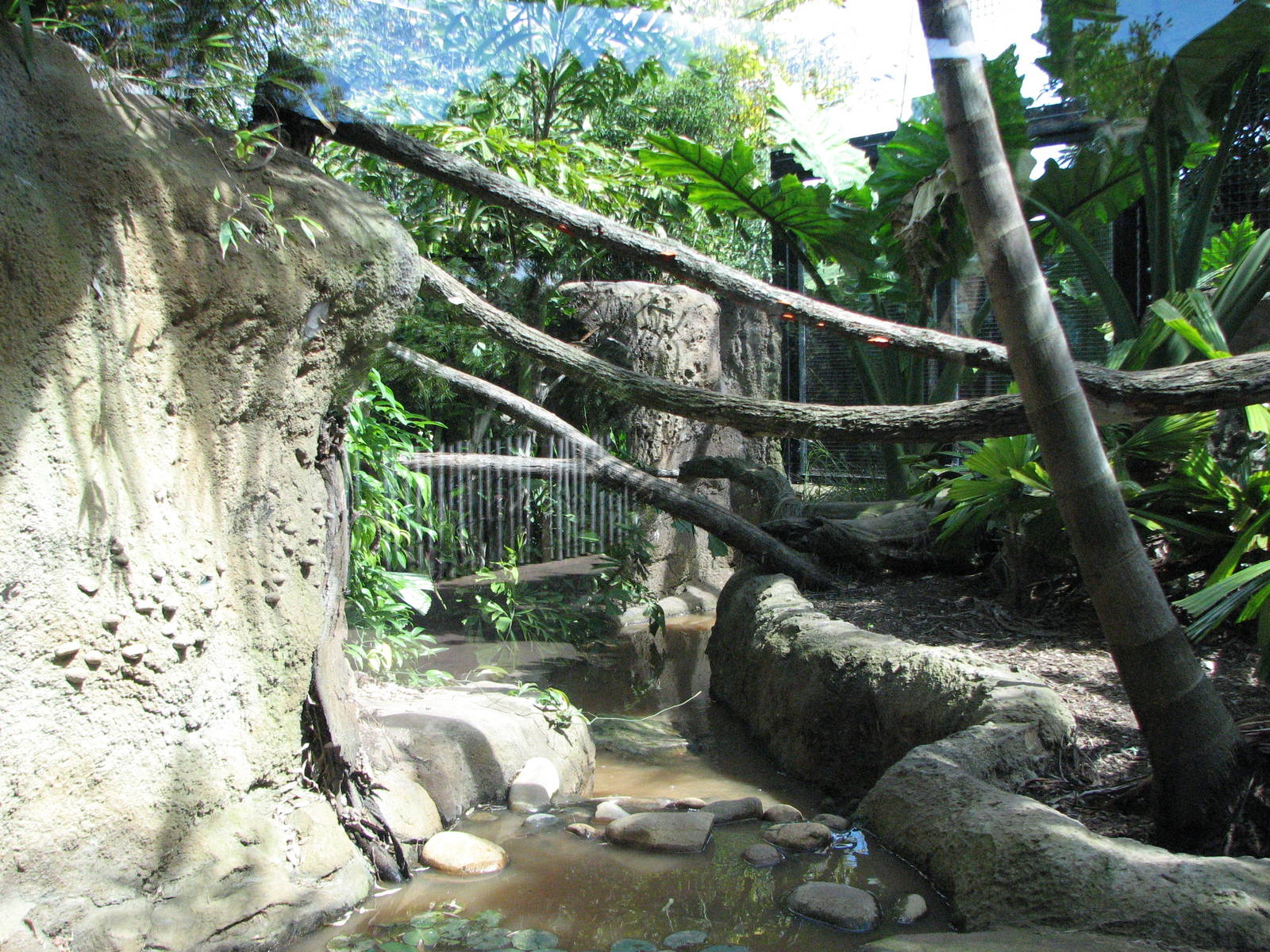 Taronga Zoo 2007 - Inside the Fishing Cat exhibit in Wild Asia