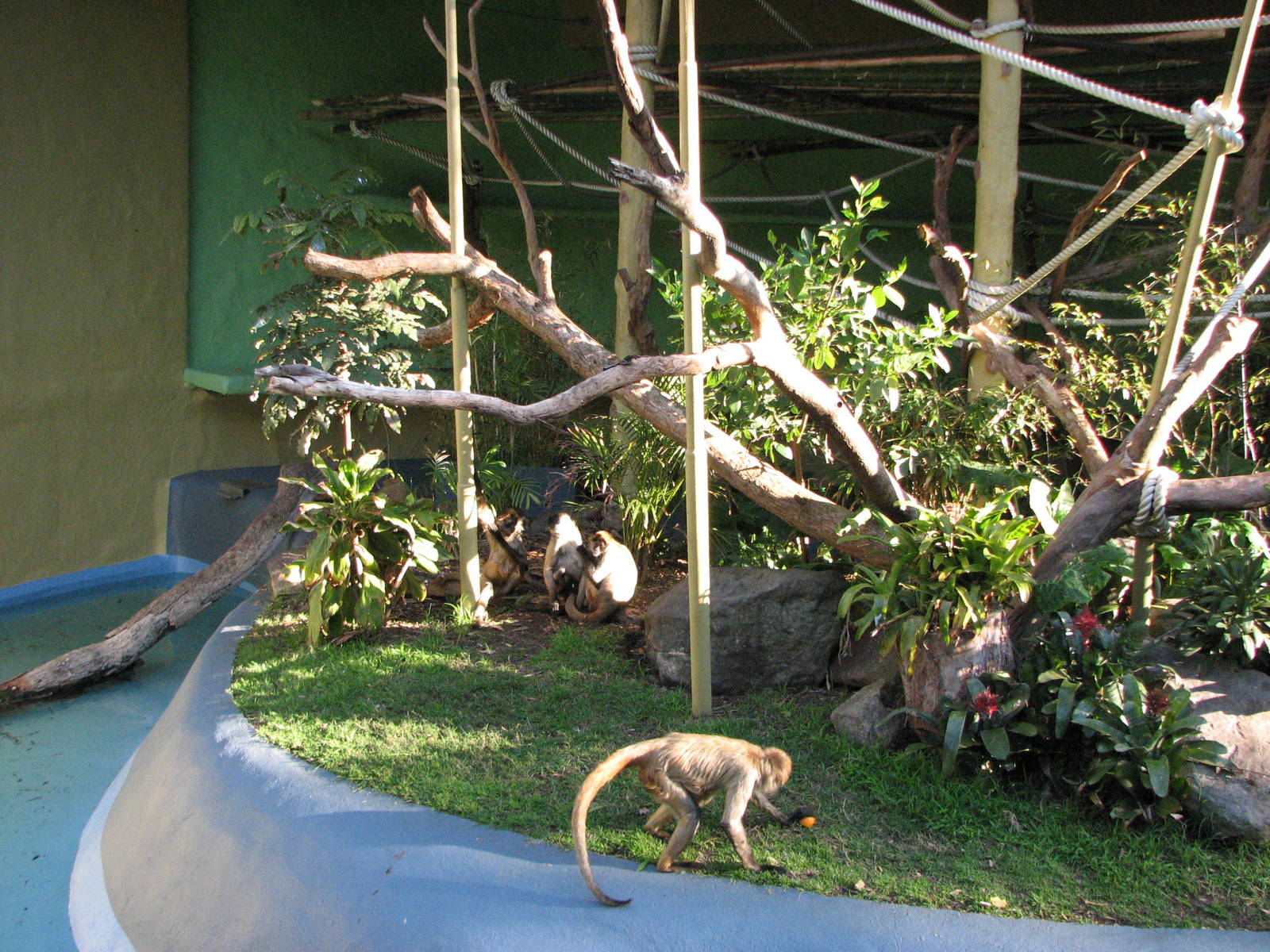 Taronga Zoo 2007 - Inside the historic Spider Monkey exhibit