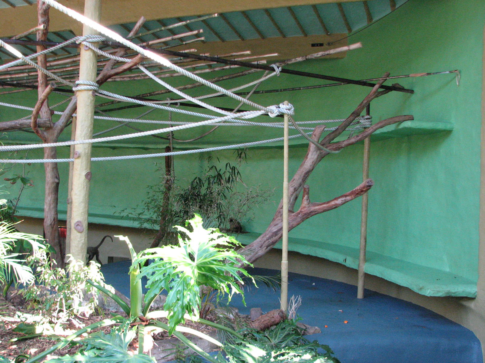 Taronga Zoo 2007 - Inside the historic Spider Monkey exhibit