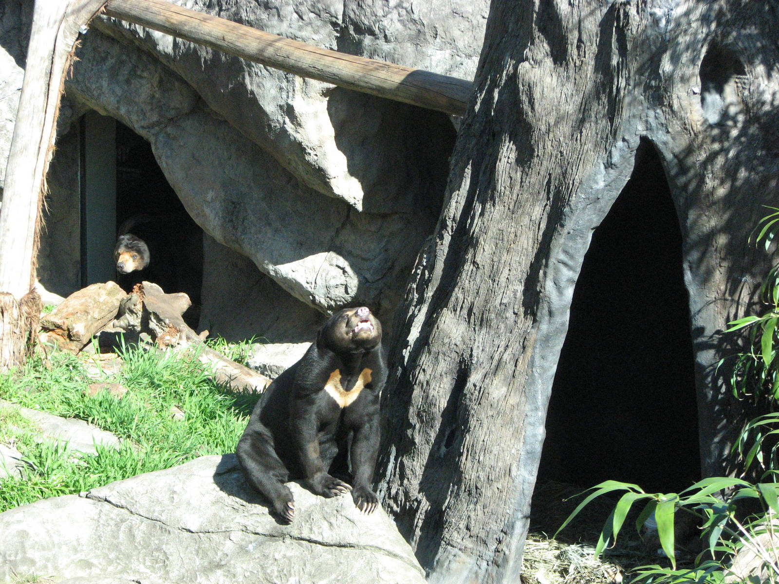 Taronga Zoo 2007 - Malayan Sun Bears