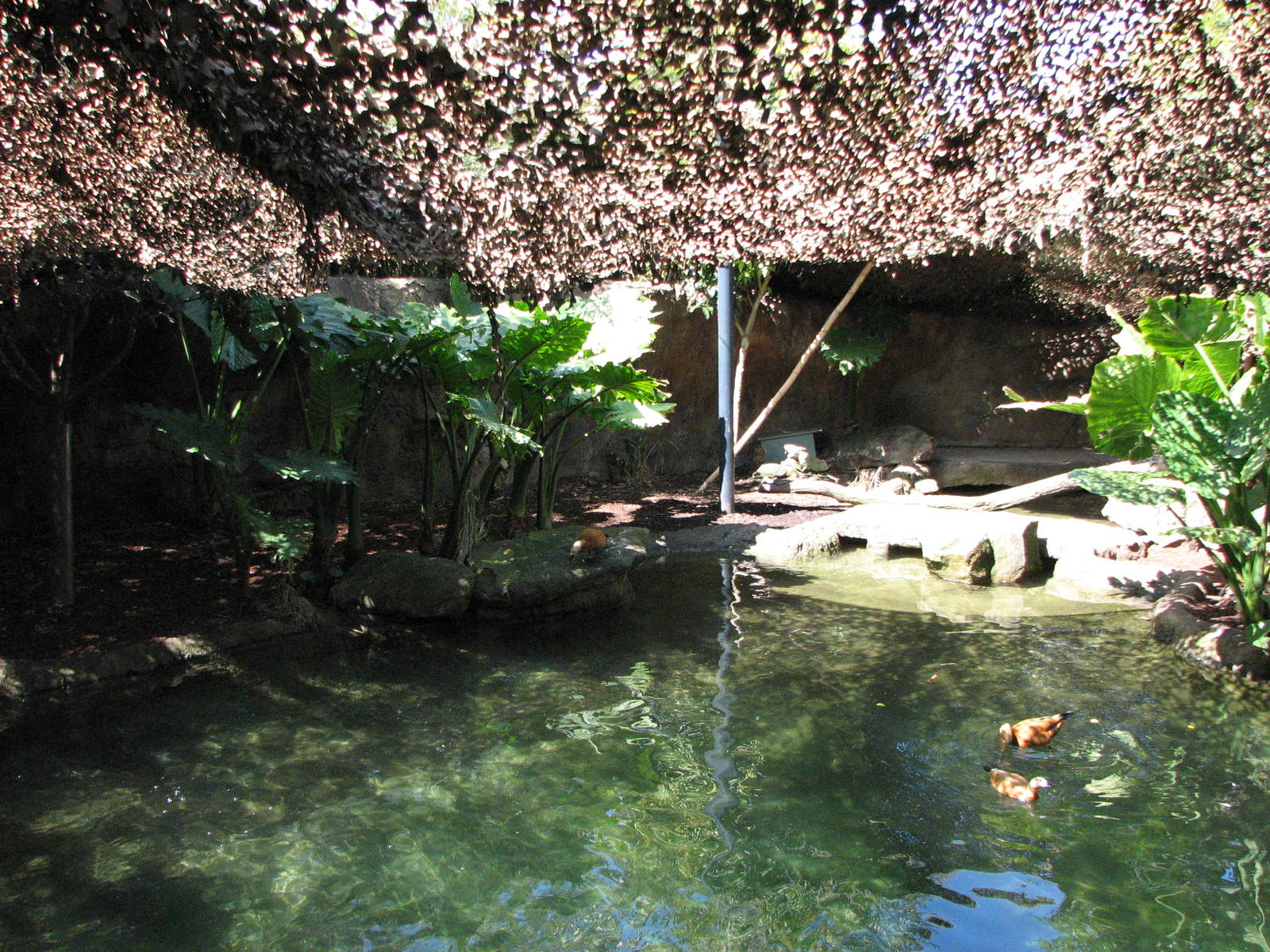 Taronga Zoo 2007 - Malayan Tapir exhibit in Wild Asia