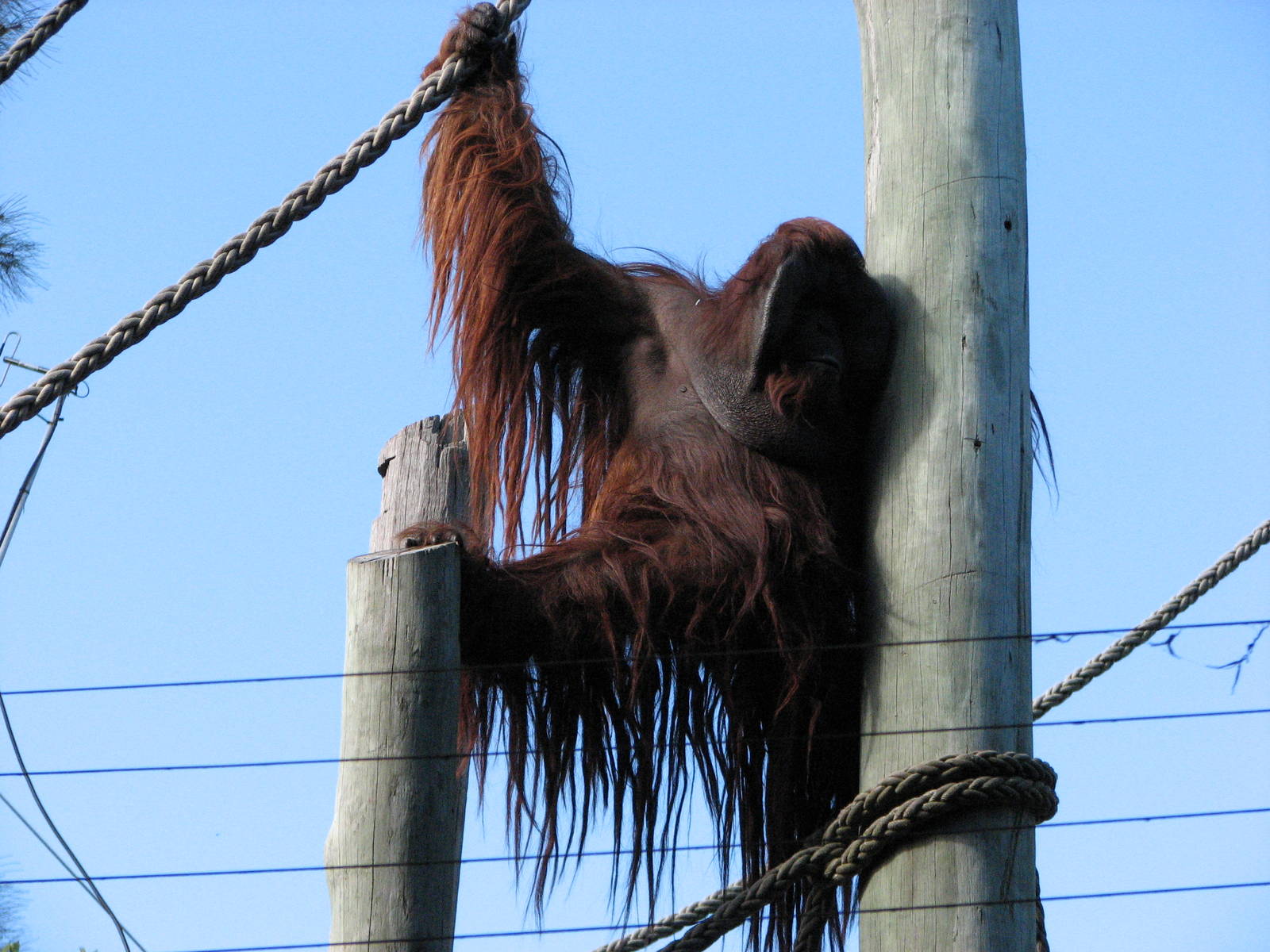 Taronga Zoo 2007 - Male hybrid Orangutan looks over his territory