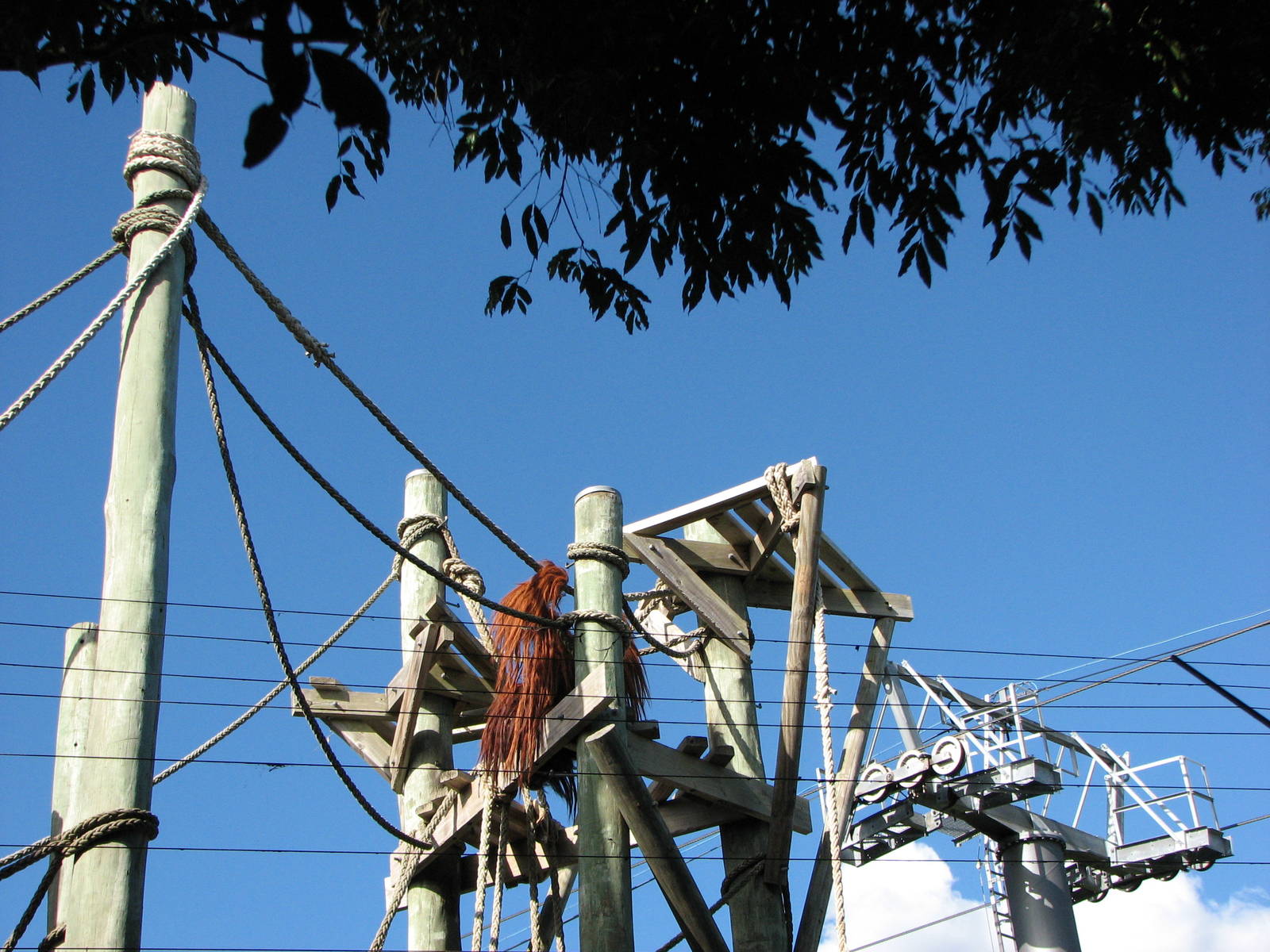 Taronga Zoo 2007 - Male hybrid Orangutan looks over his territory