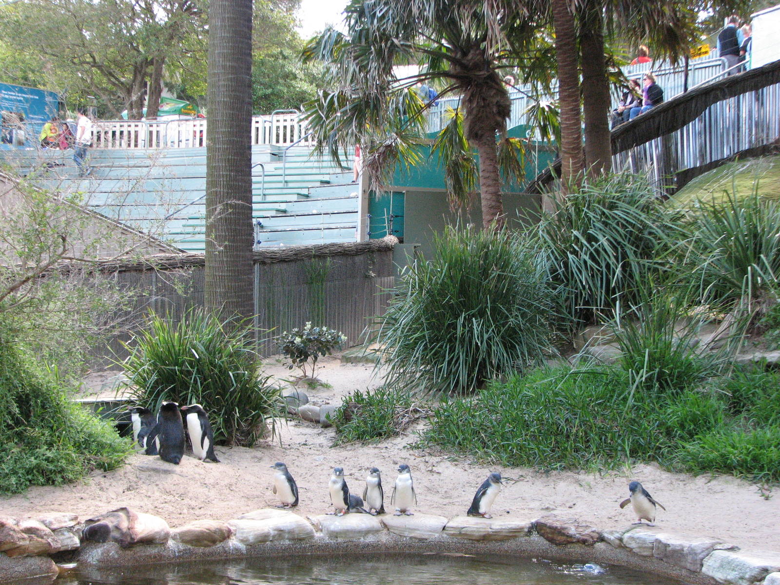 Taronga Zoo 2007 - Mixed Fairy and Fiordland Crested Penguin exhibit