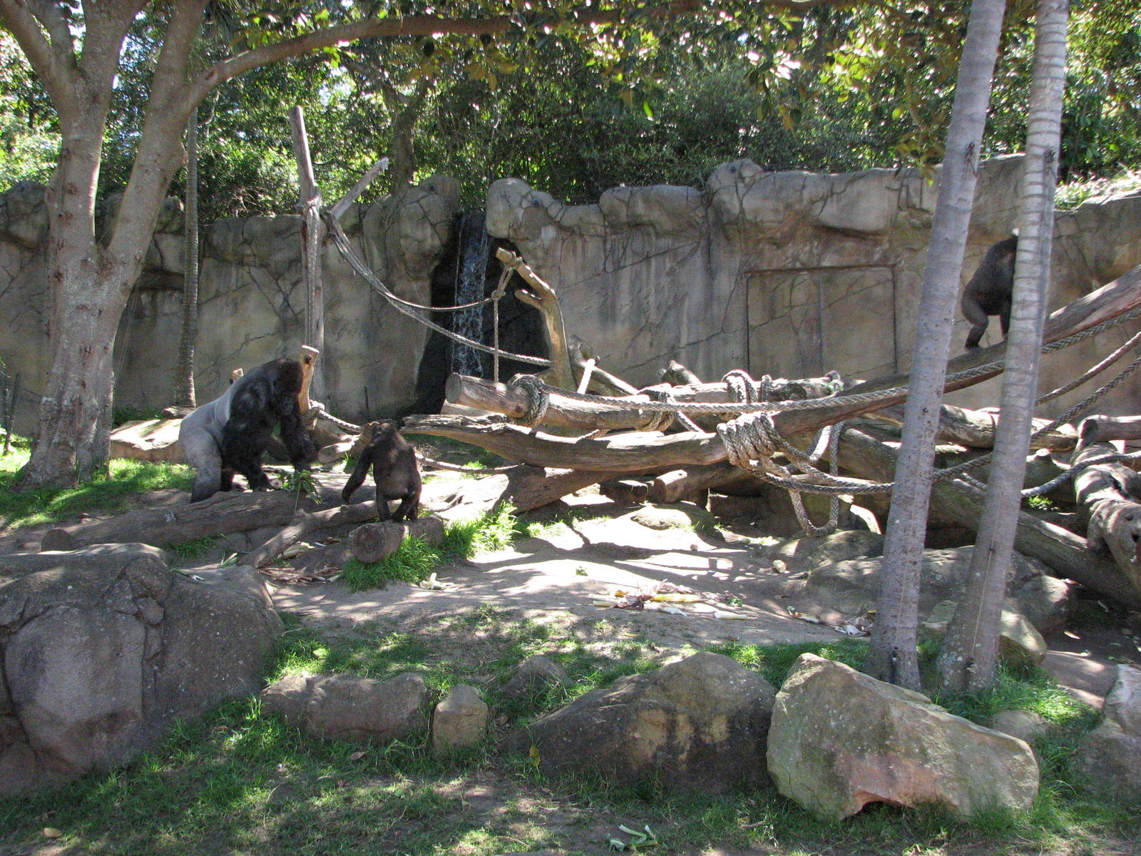 Taronga Zoo 2007 - Part of the very good Gorilla exhibit