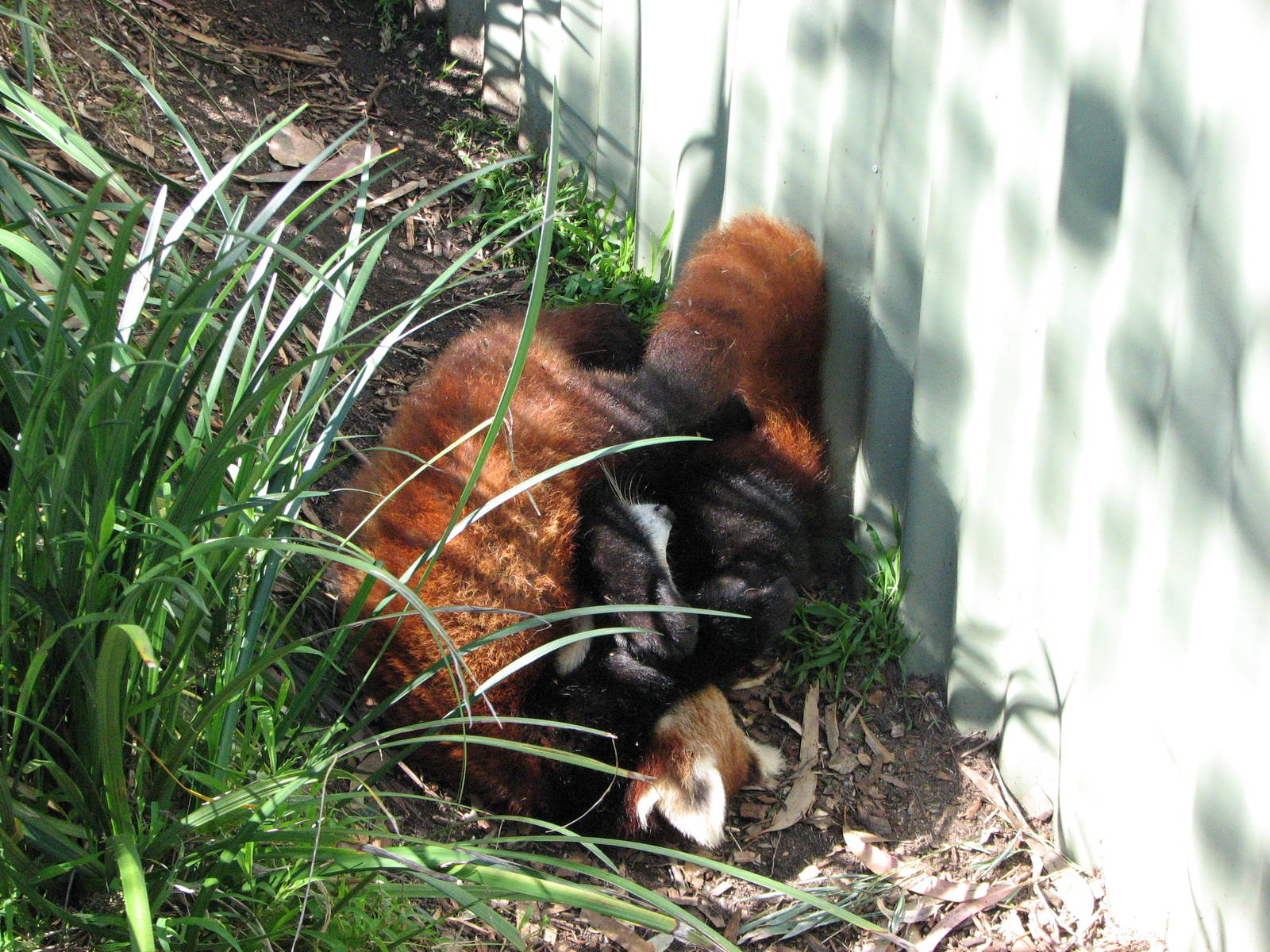 Taronga Zoo 2007 - Red Pandas in a play-fight