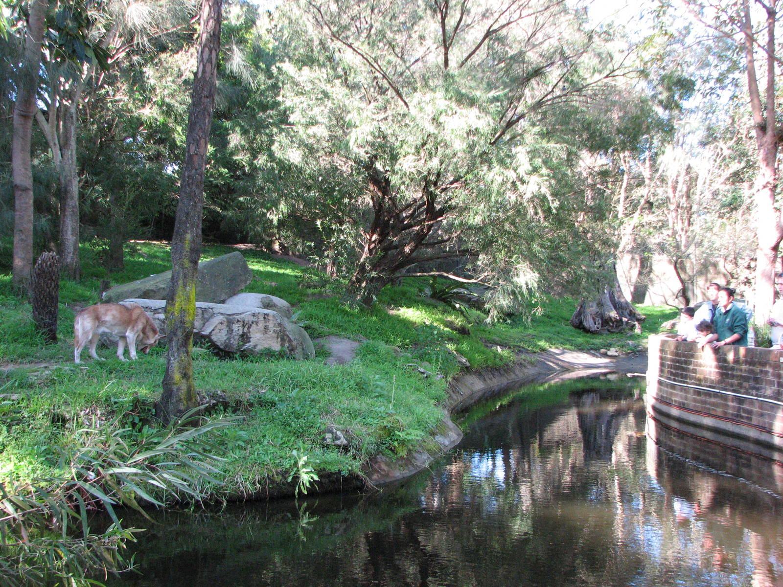 Taronga Zoo 2007 - Side view of the Dingo exhibit
