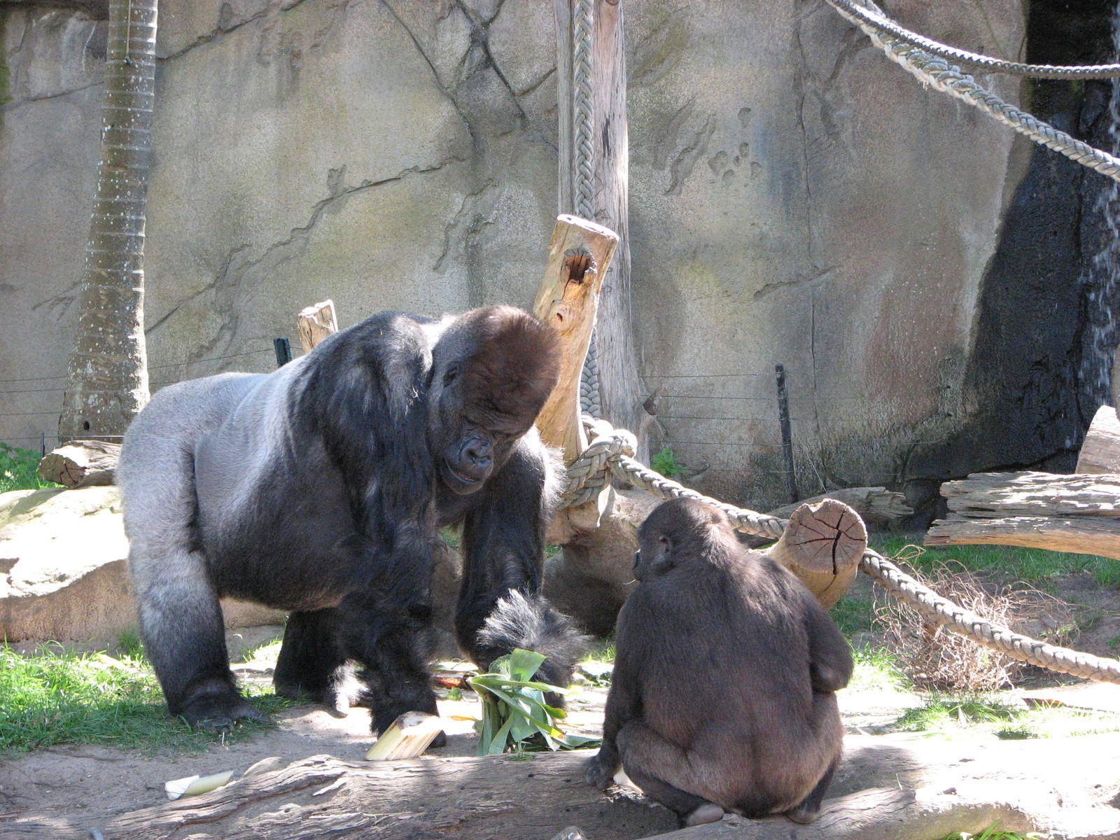Taronga Zoo 2007 - Silverback with his offspring