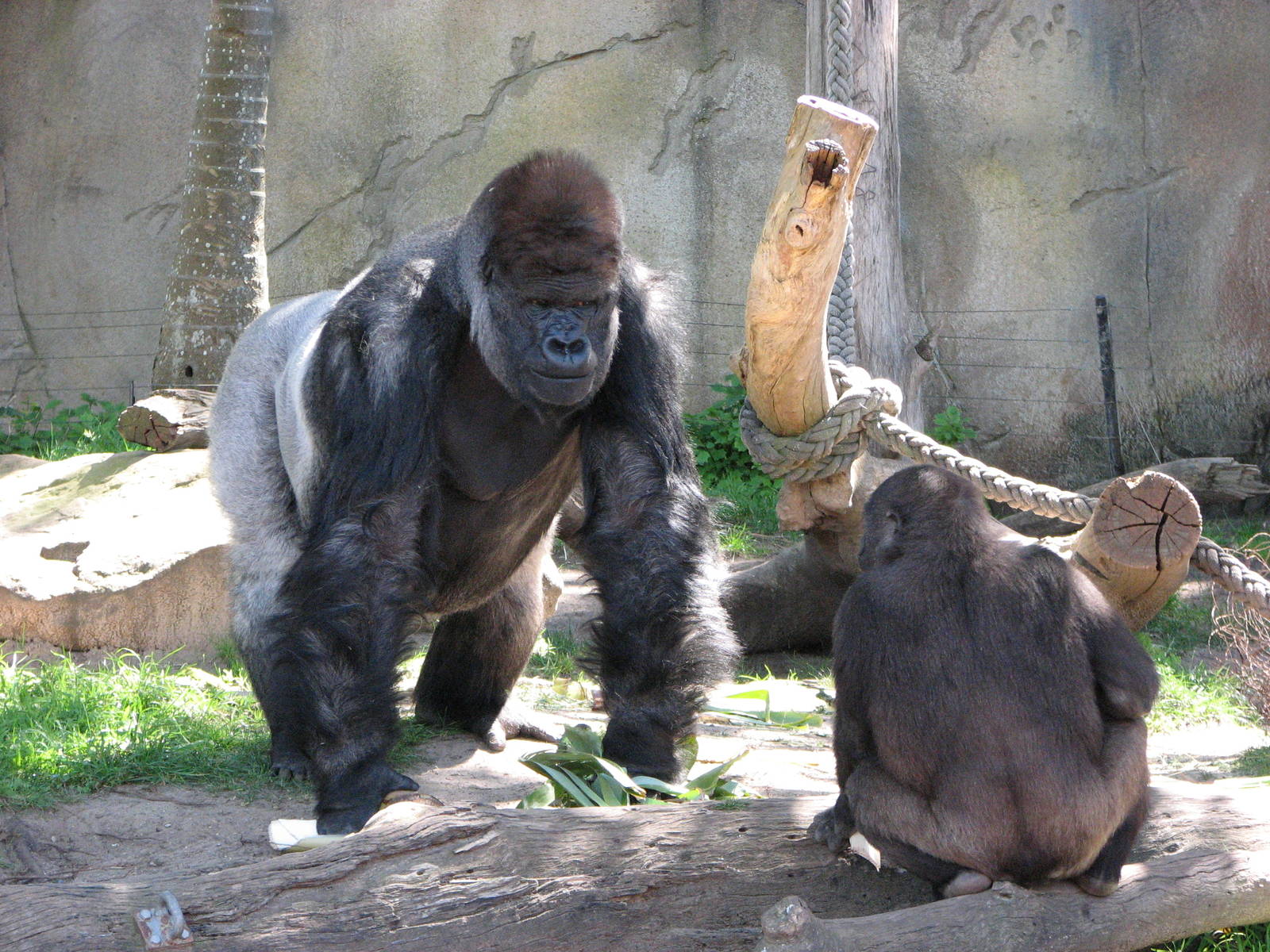 Taronga Zoo 2007 - Silverback with his offspring