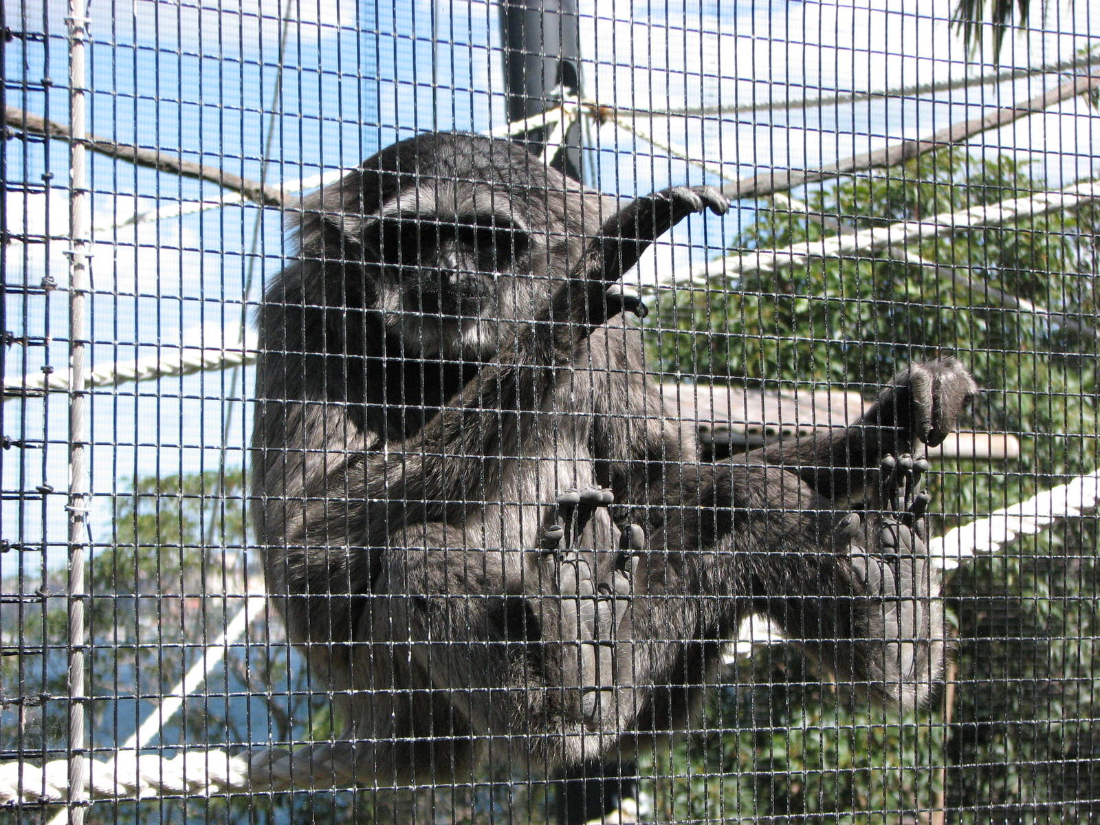 Taronga Zoo 2007 - Silvery Gibbon in Wild Asia