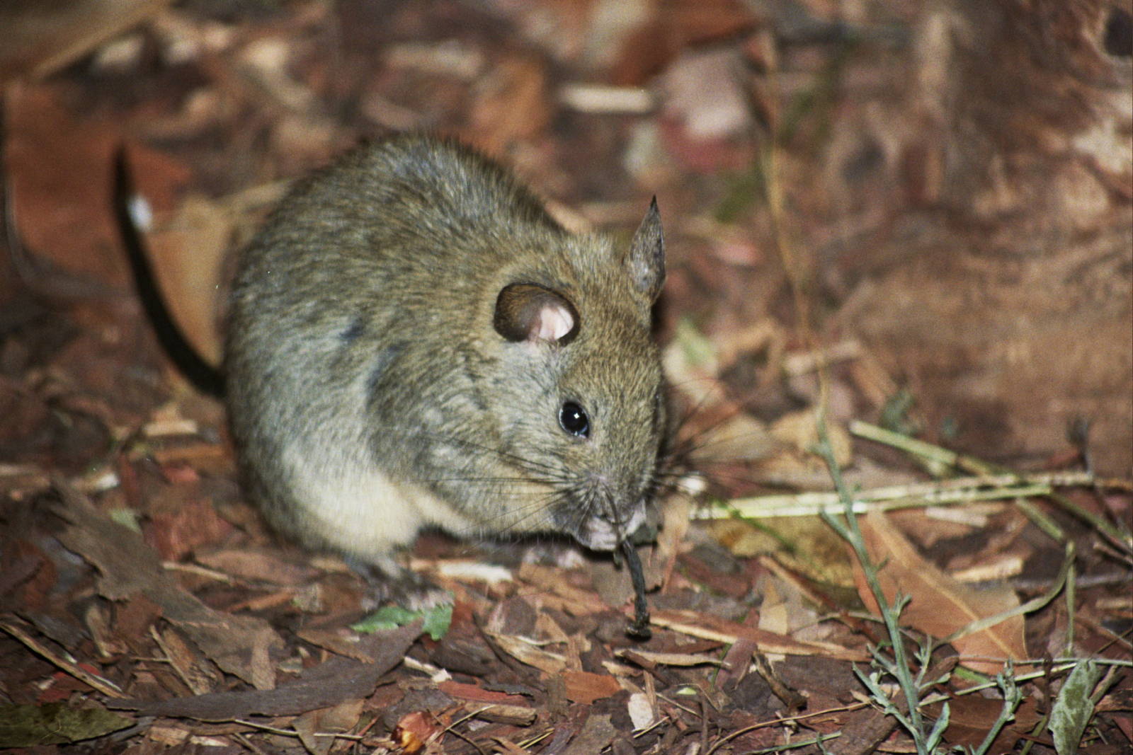 Taronga Zoo 2007 Species ID?