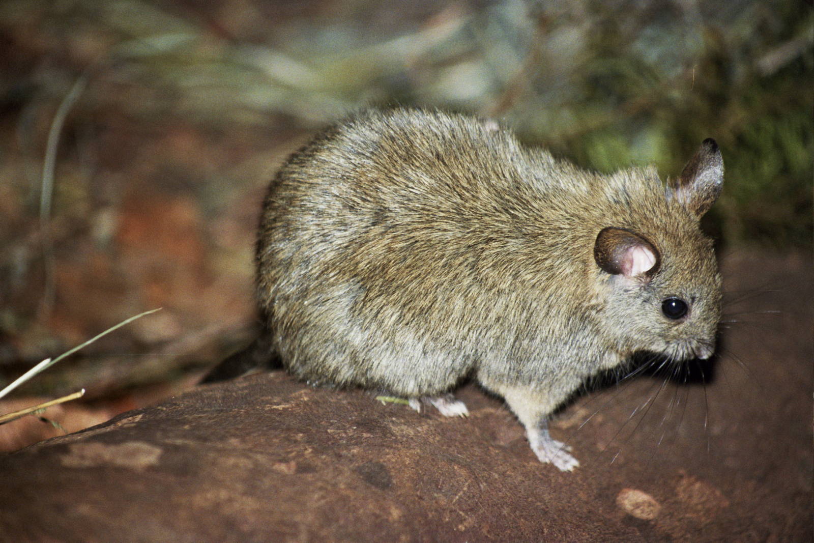 Taronga Zoo 2007 Species ID??
