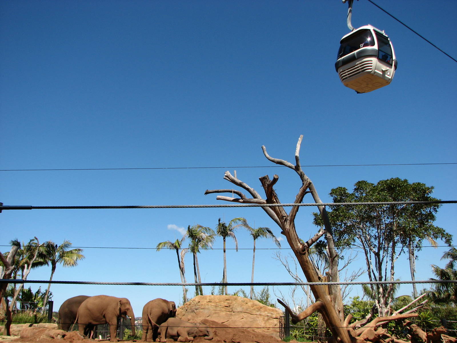 Taronga Zoo 2007 - The new group of Thai elephants and a cable car above
