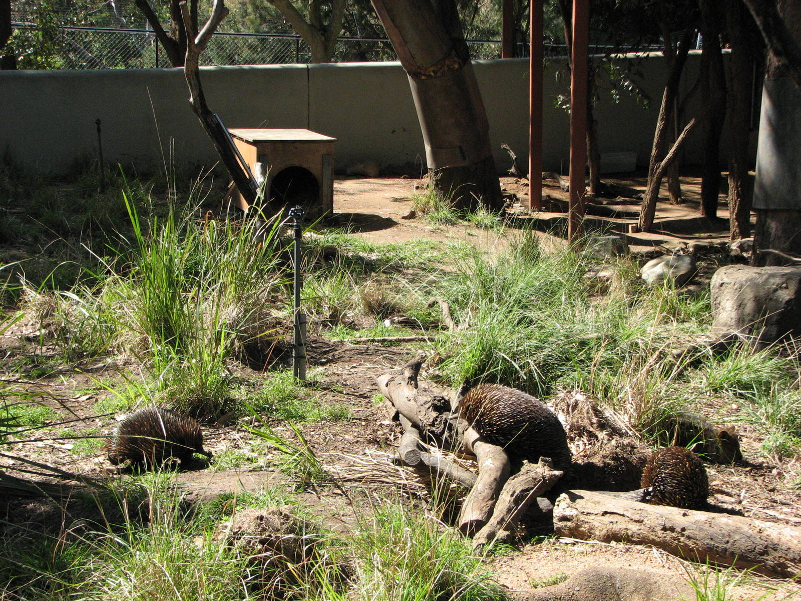Taronga Zoo 2007 - Very active Echidnas