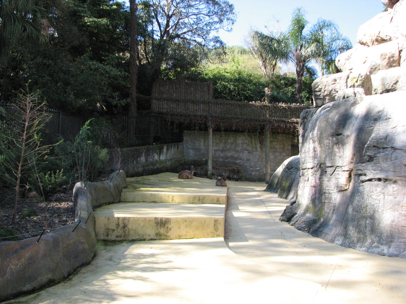 Taronga Zoo 2007 - View into the Himalayan Tahr exhibit
