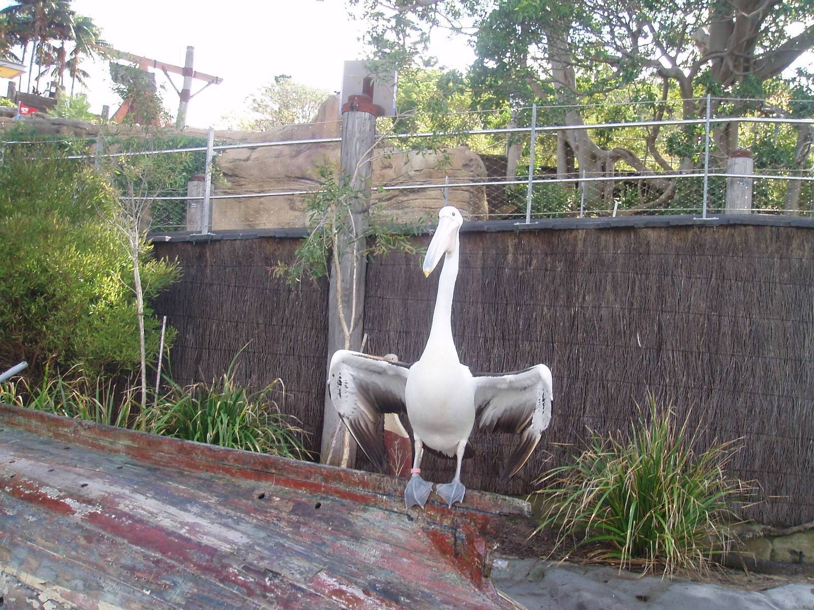 taronga zoo 2009