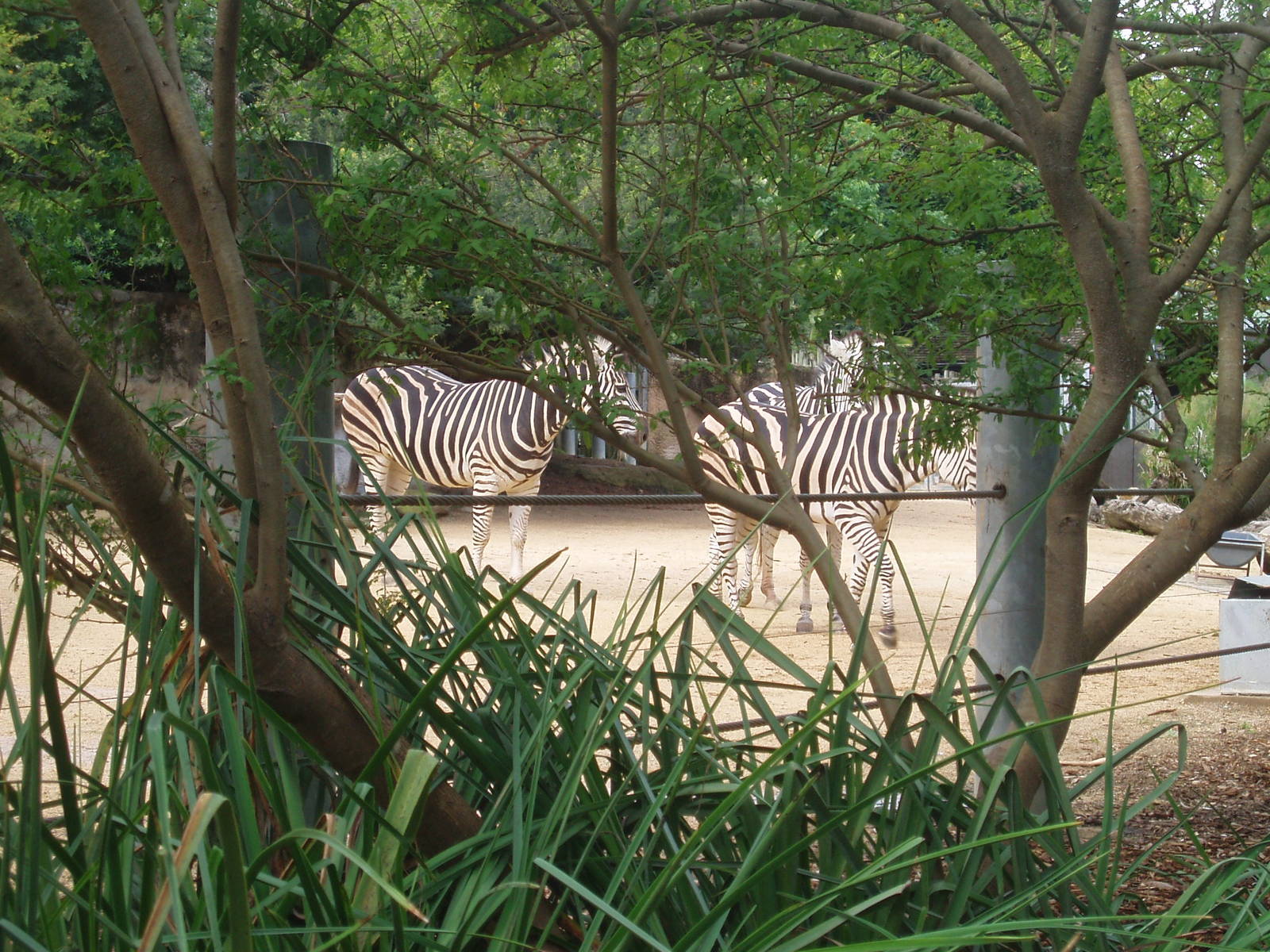 taronga zoo 2009