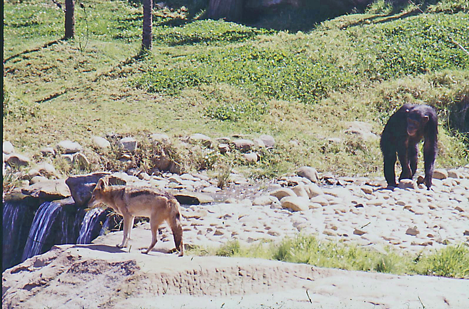 Taronga zoo  chimp & jackal