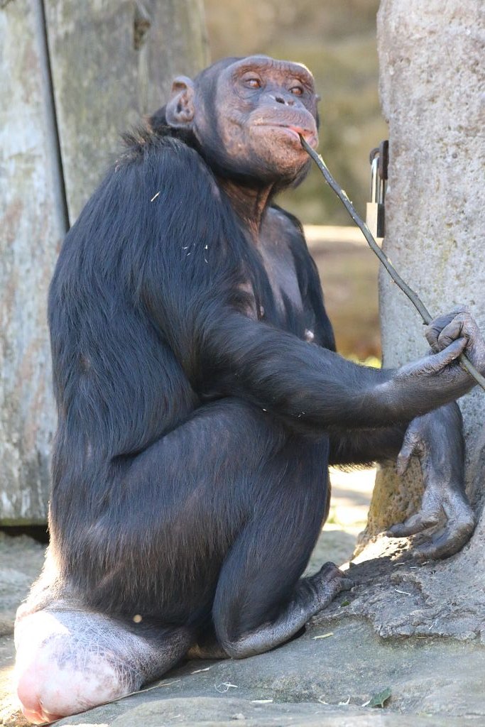 Taronga Zoo Chimps