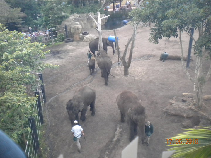 Taronga Zoo - Elephants from above