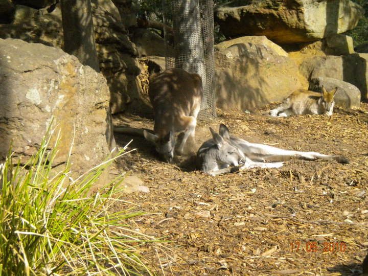 Taronga Zoo - Kangaroo