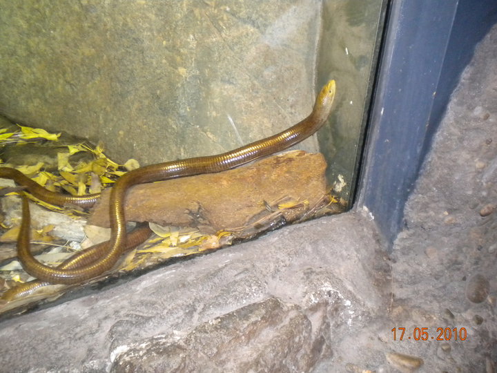 Taronga Zoo - Scheltopusik