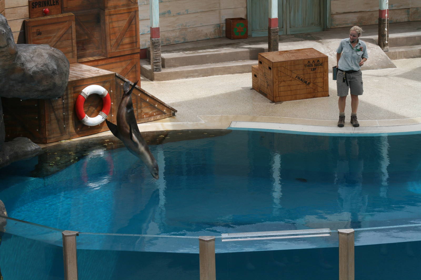 taronga zoo seal theatre