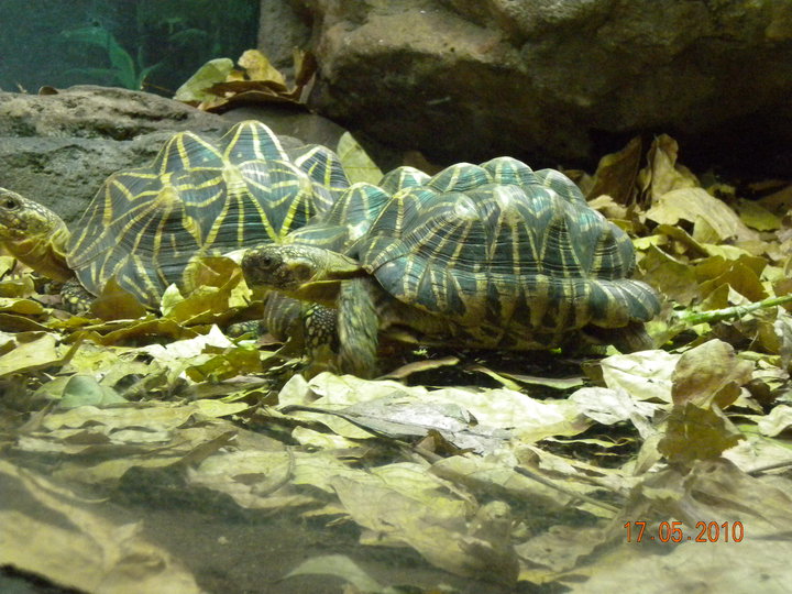 Taronga Zoo - Star Tortoises