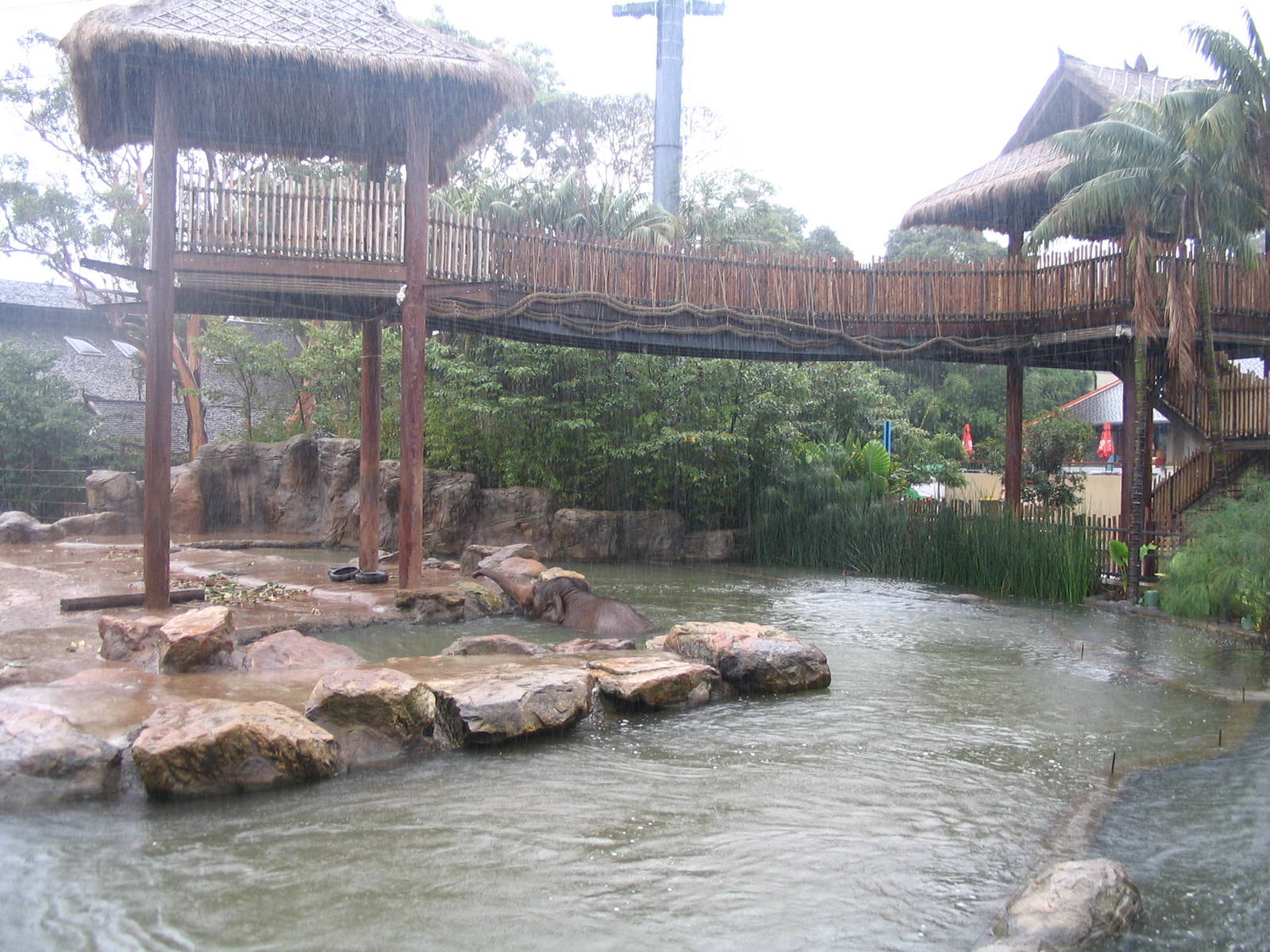TARONGA ZOO-swimming elephant