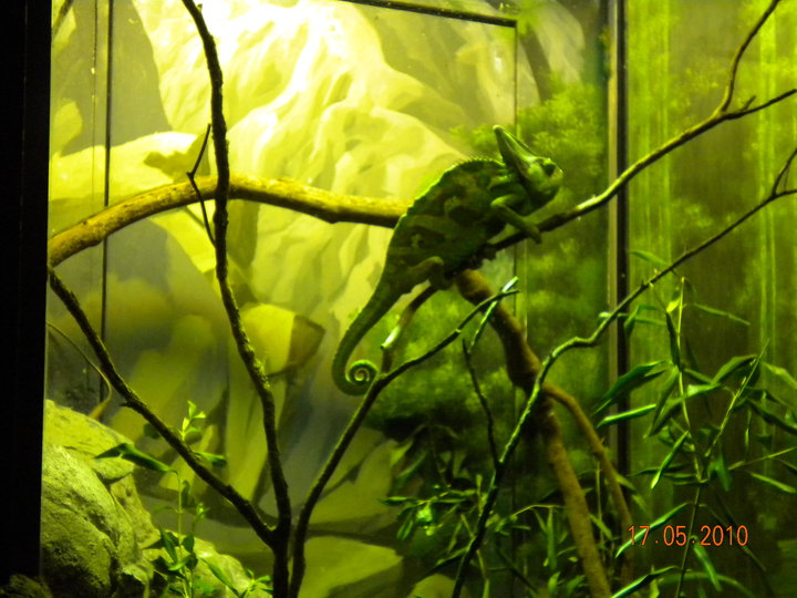 Taronga Zoo - Veiled chameleon